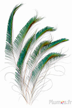 Paon bleu sabre - 25-30 cm - naturel